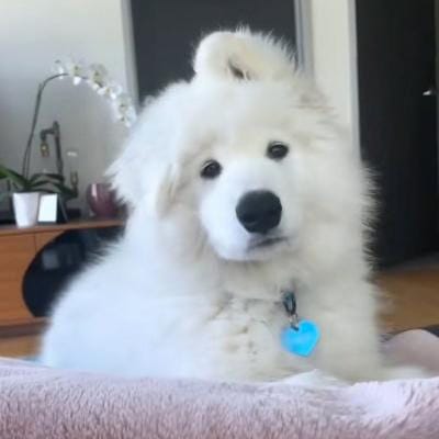 Dian Puspitasari avatar